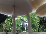 Leucocoprinus cretaceus image