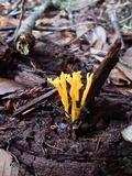 Clavulinopsis corniculata image