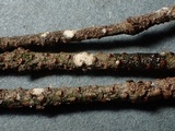 Acanthobasidium penicillatum image