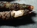 Acanthobasidium penicillatum image