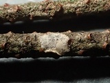 Acanthobasidium penicillatum image