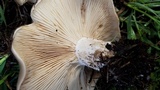 Clitocybe brunneocephala image