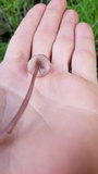 Mycena purpureofusca image