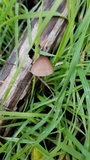 Mycena purpureofusca image