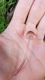 Mycena purpureofusca image