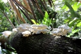 Lentinus concavus image