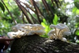 Lentinus concavus image