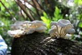 Lentinus concavus image