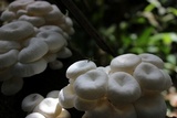 Lentinus concavus image