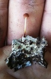 Marasmius siccus image