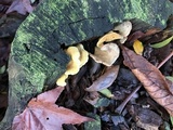 Tapinella panuoides image