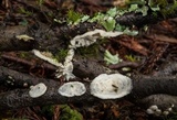 Byssomerulius corium image