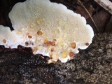 Earliella scabrosa image