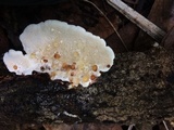 Earliella scabrosa image