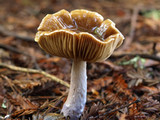 Cortinarius vanduzerensis image