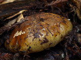 Cortinarius ponderosus image