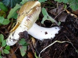 Russula cerolens image
