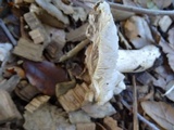 Tricholoma griseoviolaceum image
