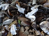 Tricholoma griseoviolaceum image