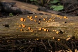 Dacrymyces stillatus image