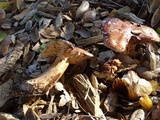 Tricholoma dryophilum image