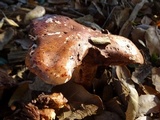 Tricholoma dryophilum image