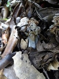 Hypomyces cervinigenus image