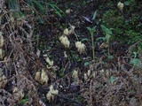 Ramaria pinicola image