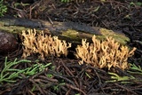 Phaeoclavulina myceliosa image