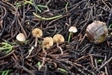 Pseudobaeospora aphana image