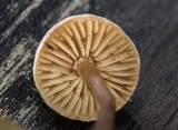 Pseudobaeospora aphana image