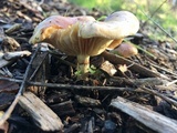 Pholiota velaglutinosa image