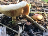 Pholiota velaglutinosa image