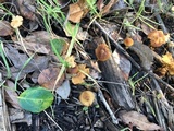 Conocybe rugosa image