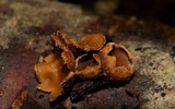 Encoelia furfuracea image