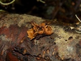 Encoelia furfuracea image