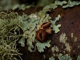 Encoelia furfuracea image