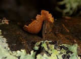 Encoelia furfuracea image