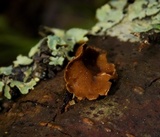 Encoelia furfuracea image