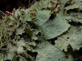 Platismatia glauca image