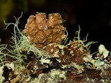 Platismatia glauca image