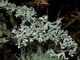 Hypogymnia physodes image