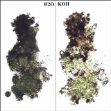 Buellia chloroleuca image