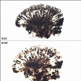 Buellia chloroleuca image
