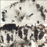 Buellia chloroleuca image