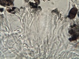 Buellia chloroleuca image