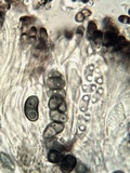 Buellia chloroleuca image