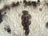 Buellia chloroleuca image