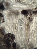 Buellia chloroleuca image
