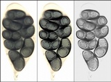 Buellia chloroleuca image